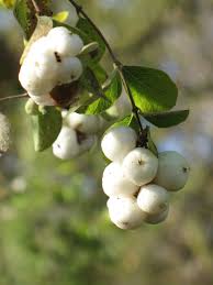 Attēlu rezultāti vaicājumam “Symphoricarpos albus”