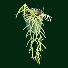 Image result for Alonsoa linearis