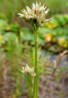 Attēlu rezultāti vaicājumam “Rhynchospora alba leaf”