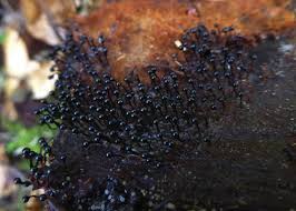 Attēlu rezultāti vaicājumam “Lamproderma puncticulatum macro”