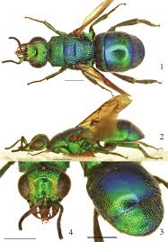 Attēlu rezultāti vaicājumam “Hedychrum sp.”