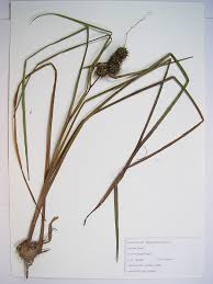 Attēlu rezultāti vaicājumam “Sparganium erectum aggr. fruit”