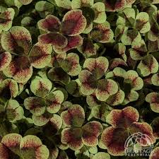 Attēlu rezultāti vaicājumam “Trifolium fragiferum leaf”