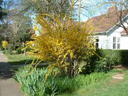 Attēlu rezultāti vaicājumam “Forsythia intermedia flower”