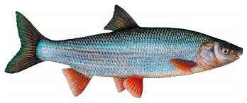 Image result for Chondrostoma nasus