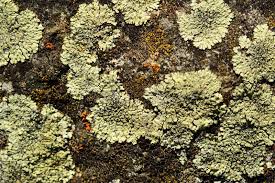 Attēlu rezultāti vaicājumam “Caloplaca saxicola”