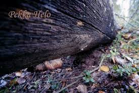 Attēlu rezultāti vaicājumam “Postia leucomallella”