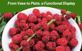 Attēlu rezultāti vaicājumam “Chenopodium foliosum fruit”