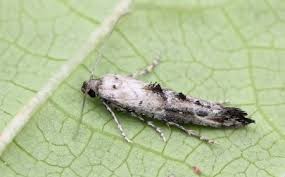 Attēlu rezultāti vaicājumam “Epermeniidae”