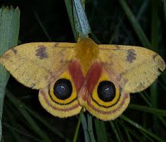 Attēlu rezultāti vaicājumam “Saturniidae”