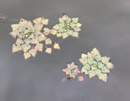 Attēlu rezultāti vaicājumam “Trapa natans”