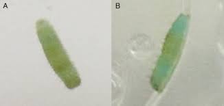 Attēlu rezultāti vaicājumam “Pieris rapae larva”