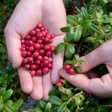 Attēlu rezultāti vaicājumam “Vaccinium vitis-idaea fruit”