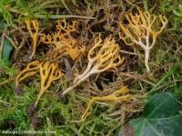 Attēlu rezultāti vaicājumam “Ramariopsis crocea”