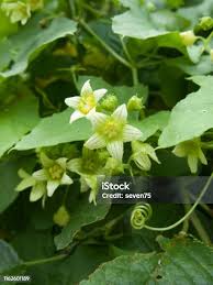 Attēlu rezultāti vaicājumam “Bryonia alba leaf”