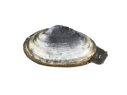 Attēlu rezultāti vaicājumam “Mya arenaria”