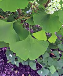 Attēlu rezultāti vaicājumam “Ginkgo biloba leaf”