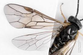 Attēlu rezultāti vaicājumam “Pristiphora maesta”