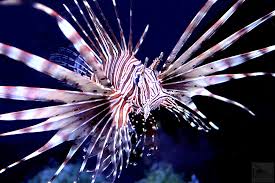 Image result for Pterois volitans