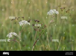 Attēlu rezultāti vaicājumam “Pimpinella saxifraga flower”