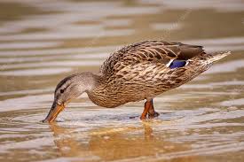 Attēlu rezultāti vaicājumam “Anas platyrhynchos female”