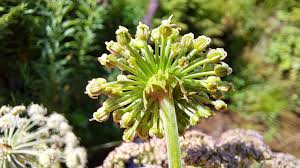 Image result for Angelica silvestris