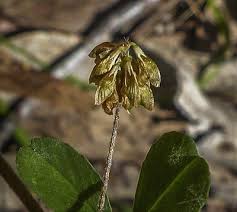 Attēlu rezultāti vaicājumam “Trifolium dubium fruit”
