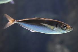 Image result for Trachurus mediterraneus