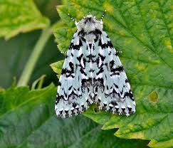 Attēlu rezultāti vaicājumam “Moma alpium”