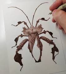 Attēlu rezultāti vaicājumam “Badhamia melanospora stalked”