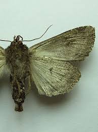 Attēlu rezultāti vaicājumam “Apamea remissa”