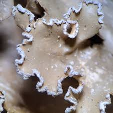 Attēlu rezultāti vaicājumam “Melanohalea olivacea”