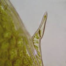 Attēlu rezultāti vaicājumam “Plagiomnium medium”