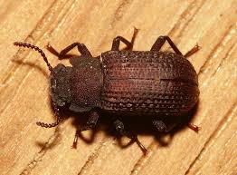 Attēlu rezultāti vaicājumam “Bolitophagus reticulatus imago”