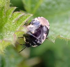 Attēlu rezultāti vaicājumam “Tritomegas bicolor”