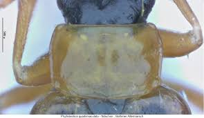 Attēlu rezultāti vaicājumam “Phyllobrotica quadrimaculata”