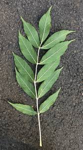 Attēlu rezultāti vaicājumam “Fraxinus excelsior leaf”