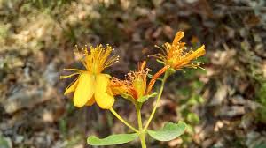 Attēlu rezultāti vaicājumam “Hypericum maculatum flower”