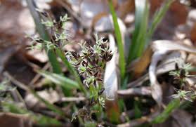Attēlu rezultāti vaicājumam “Luzula pilosa fruit”