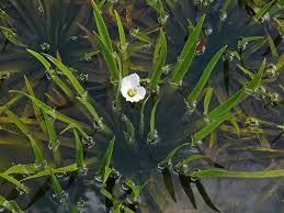 Attēlu rezultāti vaicājumam “Stratiotes aloides flower”