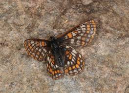 Attēlu rezultāti vaicājumam “Euphydrias aurinia upperside”