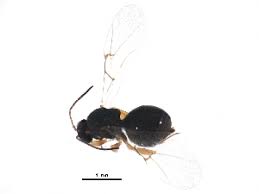 Attēlu rezultāti vaicājumam “Andricus quercuscorticis”