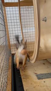 Картинки по запросу белку зажевало в диск