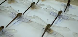 Attēlu rezultāti vaicājumam “Odonata”