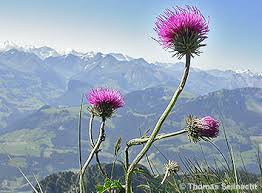 Image result for Alpendistel