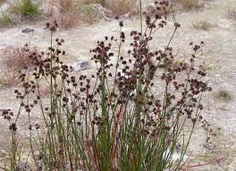 Attēlu rezultāti vaicājumam “Juncus articulatus”