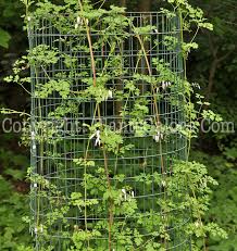 Image result for Adlumia fungosa