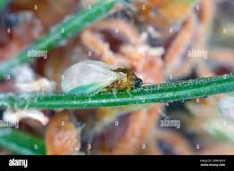 Attēlu rezultāti vaicājumam “Sacchiphantes abietis”