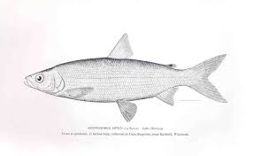 Image result for Coregonus artedi