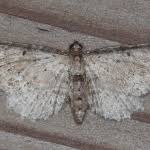 Attēlu rezultāti vaicājumam “Anticollix sparsata”